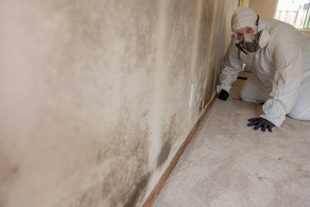 Best Industrial Mold Remediation  in Hoback, WY